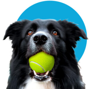 Flyball cursus 2025-2