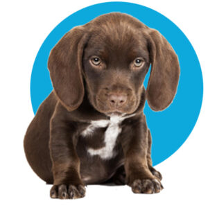 Puppen cursus 2025-2