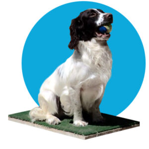 Obedience cursus 2024-2